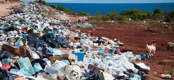Environmental Health News article on plastics